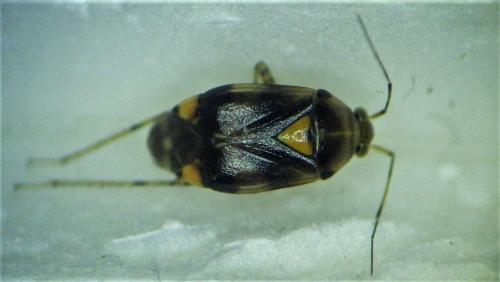 Liocoris tripustulatus